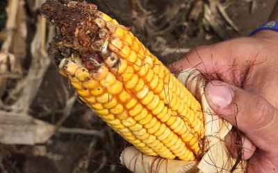 Maize harvested in Argentina in 2016. This corn was intended for export but was contaminated with mycotoxins. [Photo: Newton Padovani, Nutriad International]