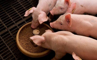 Weaning piglets without antibiotics. Photo: Ronald Hissink