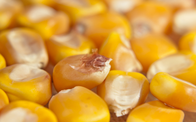 Mycotoxins. Photo: Dreamstime