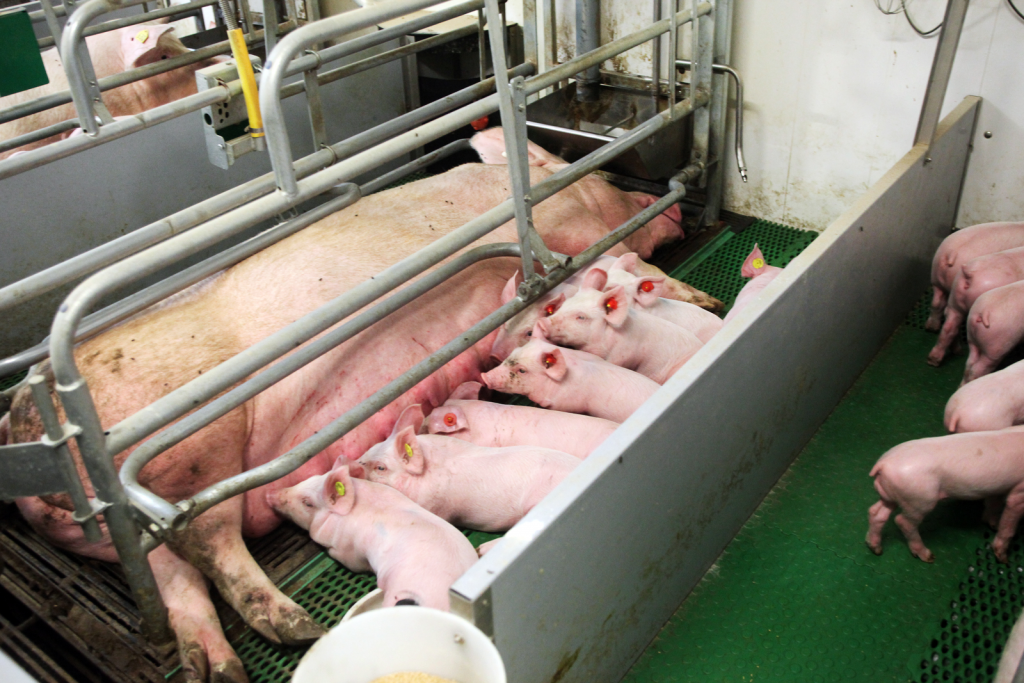 Gestating And Lactating Sows Need High Feeding Level All About Feed