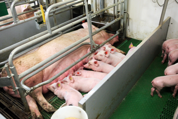 Gestating and lactating sows need high feeding level - All About Feed