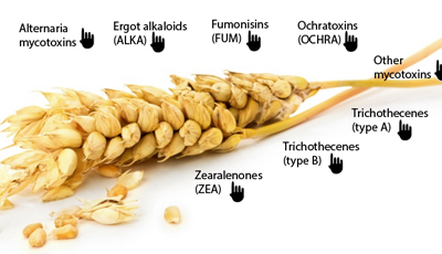 A-Z of mycotoxins