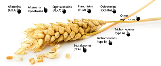 A-Z of mycotoxins