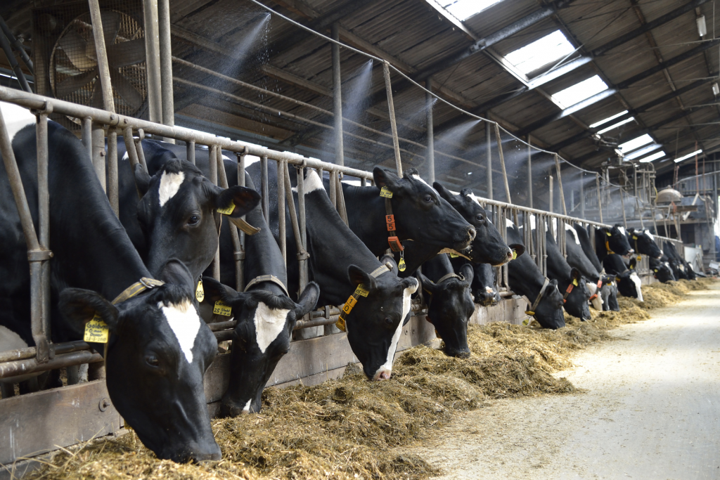 application-of-heat-stress-knowledge-in-dairy-all-about-feed