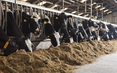 An animal s oxidative ( balance is one of the many factors that can limit milk production.