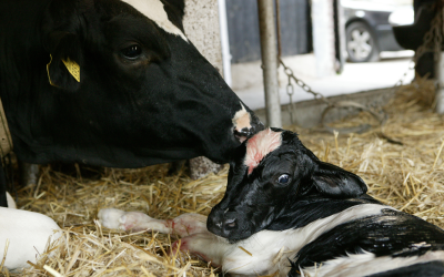 Cows may experience a negative energy balance after calving. Adding live yeast to the diet in the pre-partum period might help. [Photo: Michiel Zoeter]