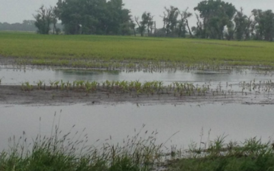 Wet weather exposes wheat to mould and mycotoxins