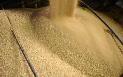 Soybean meal &apos;gold standard in animal feed&apos;