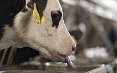 A calf eating. PMI Nutritional Additives offers several nutritional additives available for poultry, swine, dairy and beef cattle, and more will follow. [Photo: Mark Pasveer]