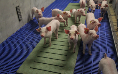 Ileal digestibility of phenylalanine and tyrosine in piglets