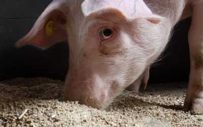 Improving nutrient digestibility, gut health in swine