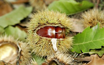 Chestnut tannins and saturated short medium chain fatty acids may be valid alternatives to overcome problems linked to the development of bacterial resistance. Photo: Fir0002/Flagstaffotos