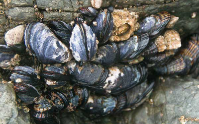 Starfish and mussels possible protein source for pigs and hens