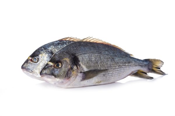 Phosphorus digestibility and retention in sea bream - All About Feed