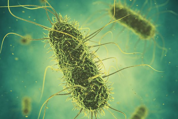 Empowering gut health to control Salmonella - All About Feed