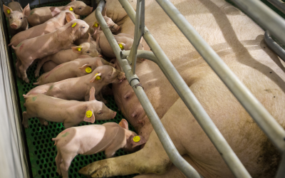 Increasing lactation feed intake may support sow longevity