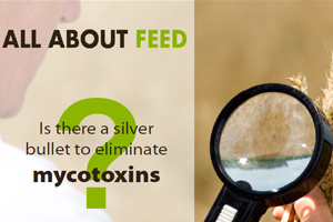 Is there a silver bullet to eliminate mycotoxins?