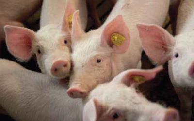 Phytogenics in sow feed:One more piglet weaned