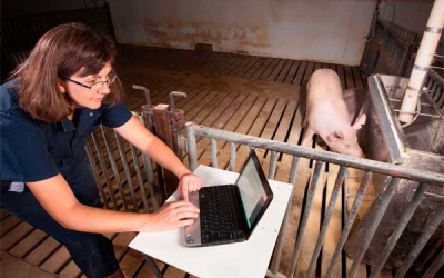 Monitoring livestock feeding behaviour