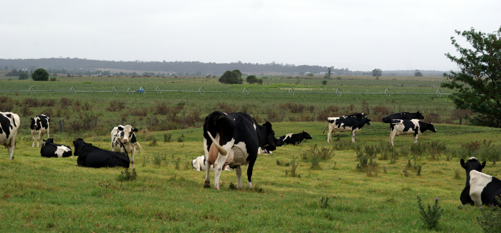 Australian dairy farmers optimistic about the future - All About Feed