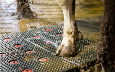 Now’s the time to watch for cattle foot problems