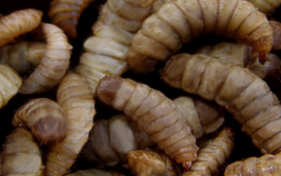 Study reveals men are most likely to eat insects