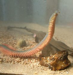 Ragworms show promise as substitute for fish meal