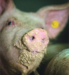 Pigs benefit from fermented liquid diets