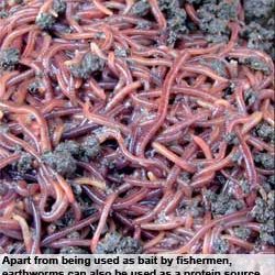 Formulating fish feed using earthworms as a protein source