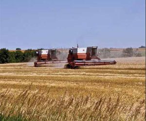 American wheat is having a competitiveness problem