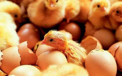 In-ovo feeding can optimize poultry production