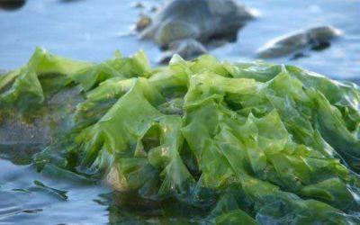 Using seaweed in animal feed could impact the environment