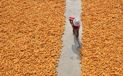 China’s grain reserves free from contamination