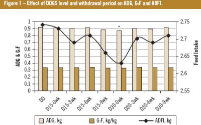 Feeding strategies with DDGS to improve carcass quality