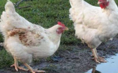 Research into the digestion of organic laying hens