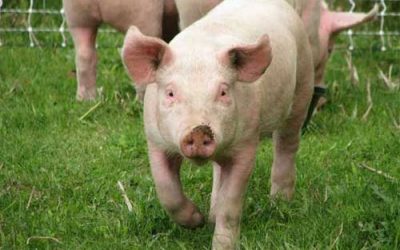 Philippine pig profits increase with probiotics