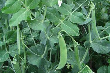 Research: Field peas in pigs