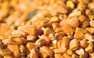 China: record high corn crop expected