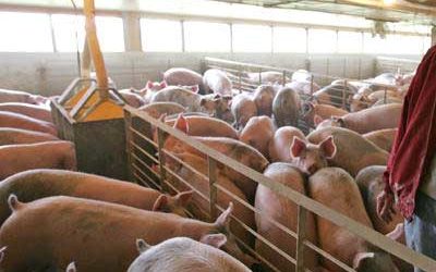 US pork producers use six times more antibiotics than Danish counterparts