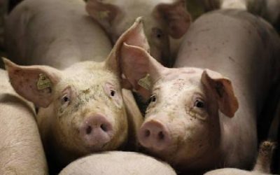 Chinese pork safer after toxic feed additive crackdown