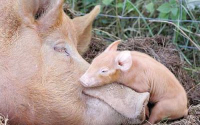 Research: Learning how to eat like a pig