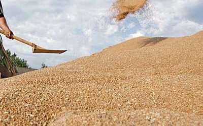 One-third of Russia’s grain is sub-standard