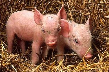 Research: Nutrition and pathology of weaner pigs