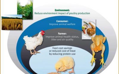 Proteases in broiler diets require careful selection