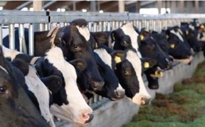 Feeding measures to lower methane emissions