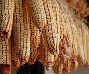 Rising South Korean corn imports to raise hog herds