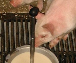 Nutriscan makes homemade yoghurt for piglets-Yoghurlac