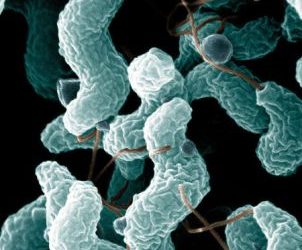 EFSA and ECDC zoonoses report: Salmonella in humans down, Campylobacter up