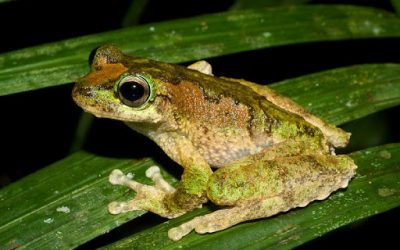 Frog skin protein may help find new antibiotics