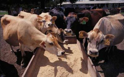 FDA wants drug companies to help limit antibiotic use in livestock